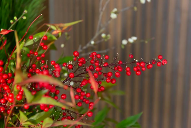 犬に危険な植物であるナンテン