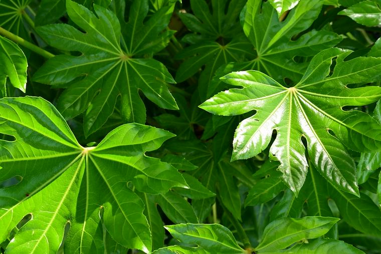 犬に危険な植物であるヤツデ