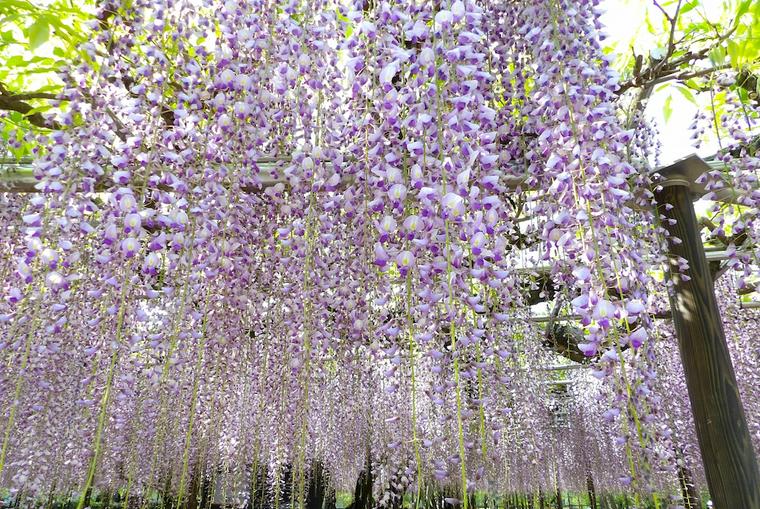 犬に危険な植物である藤