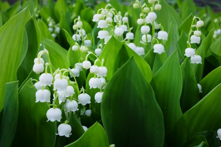 犬に危険な植物であるスズラン