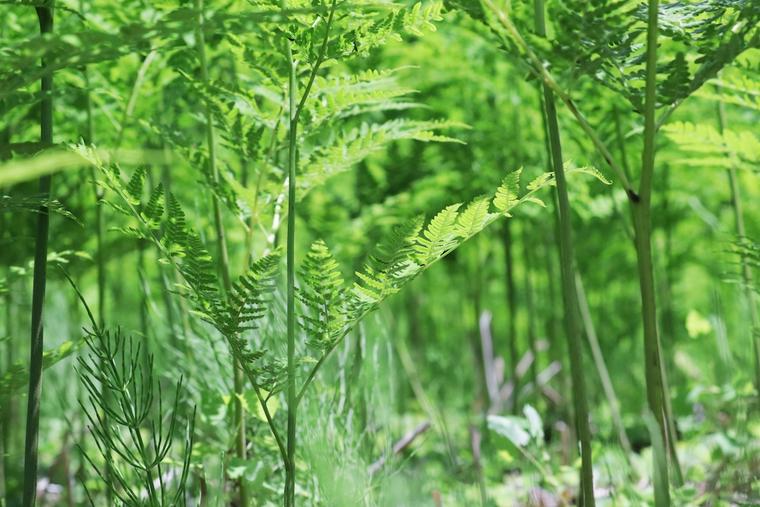 犬に危険な植物であるワラビ