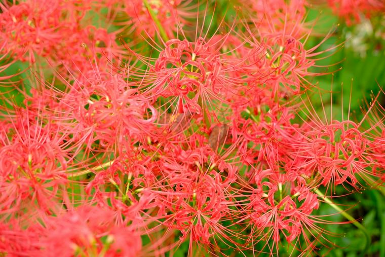 犬に危険な植物であるヒガンバナ