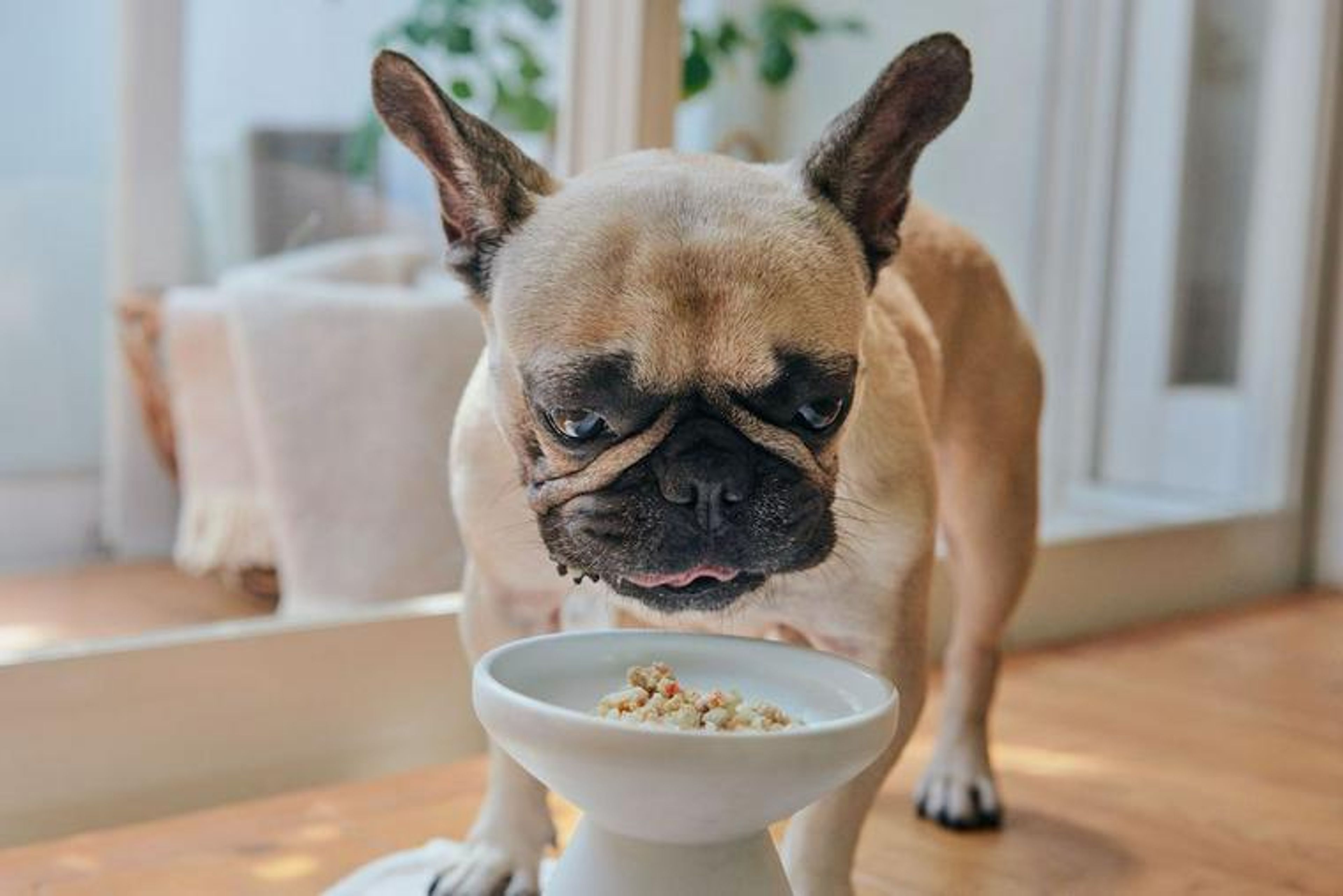 【獣医師執筆】子犬のごはんの量はどうするべき？愛犬の食事量を簡単に計算できる自動計算機も紹介