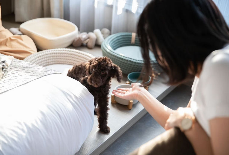 【北海道の犬と泊まれる宿】FAV HOTEL HAKODATE