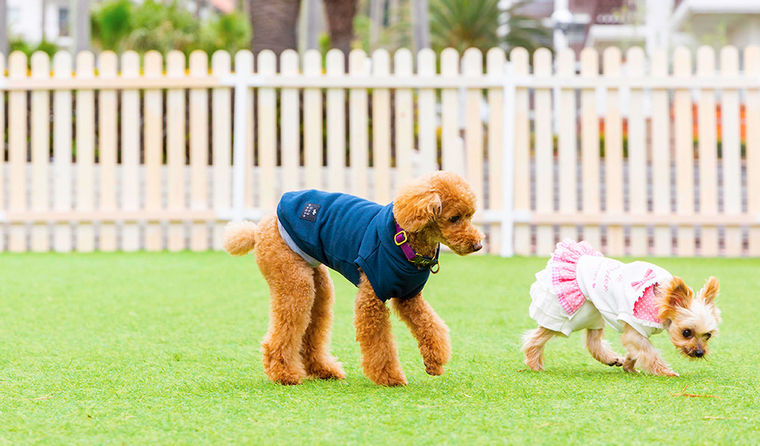 【神奈川の犬と泊まれる宿】マリブホテル