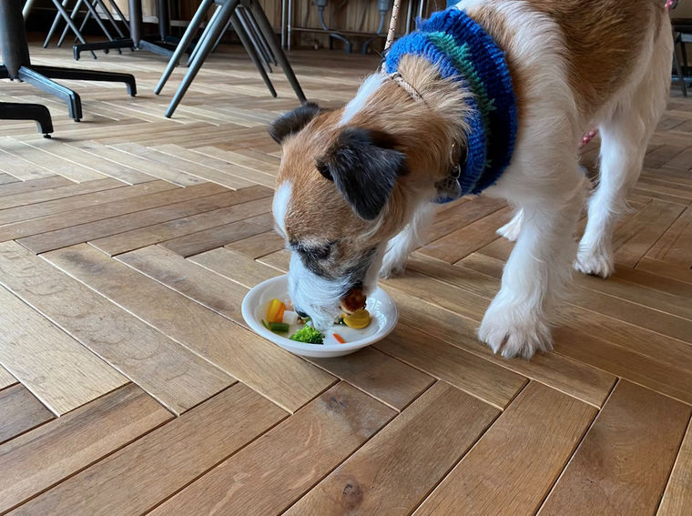 【三重の犬と泊まれる宿】ホテルヴィソン