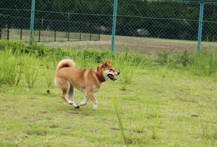 【三重の犬と泊まれる宿】Villa お伽噺