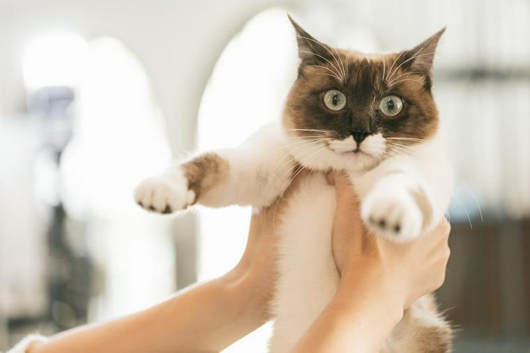 動物病院に行く猫