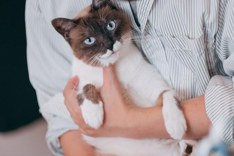 飼い主に抱っこされる猫