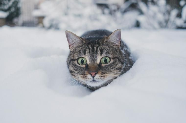 雪の中にいる猫