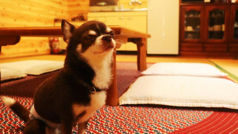 民宿 白地荘に泊まる犬