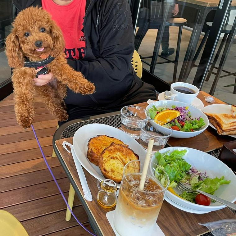 芦ノ湖 ストア ペット ランチ