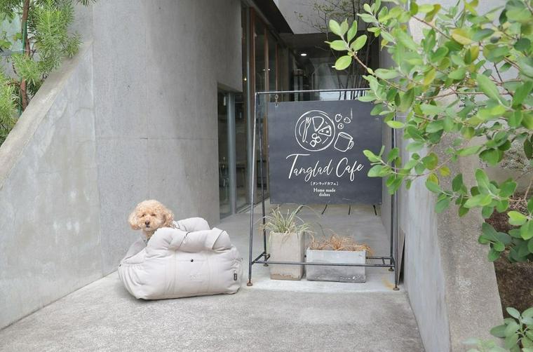 犬連れOKのカフェのTanglad Cafeにいる犬