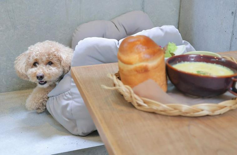 犬連れOKのカフェのTanglad Cafeにいる犬