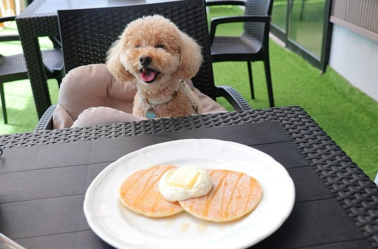 犬連れOKのカフェにいる犬