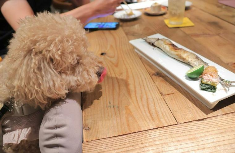 犬連れで店内OKのディナー施設にいる犬