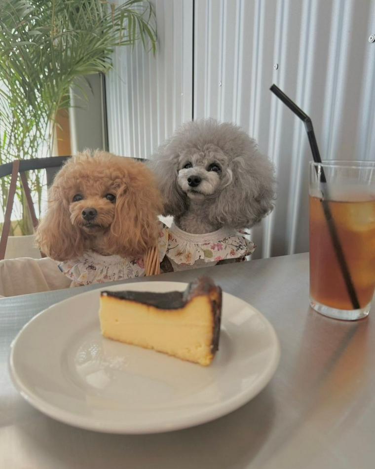 犬連れランチOKのカフェcafé terrasse emuにいる犬