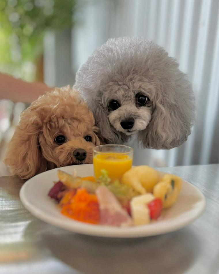 犬連れランチOKのカフェcafé terrasse emuにいる犬