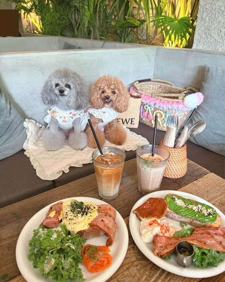 犬連れOKのカフェのShibuyaにいる犬