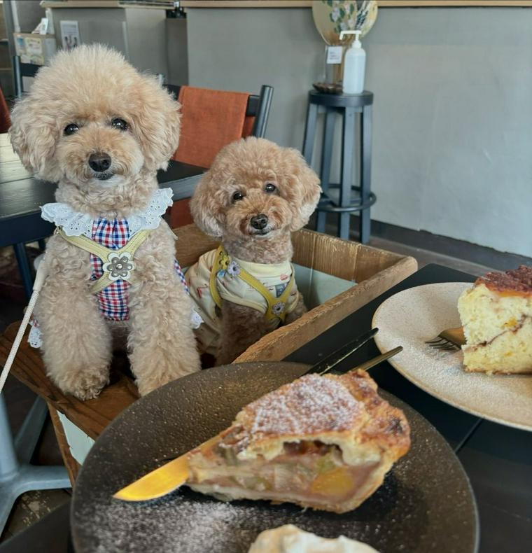 代々木公園から行きやすい犬連れOKのカフェにいる犬