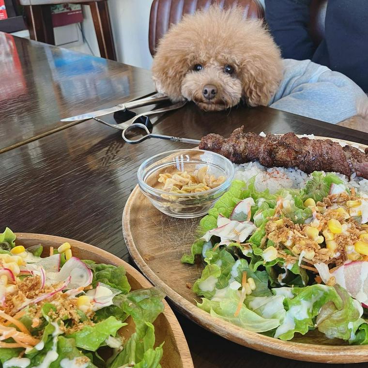 代々木公園から徒歩7分の犬連れOKカフェにいる犬