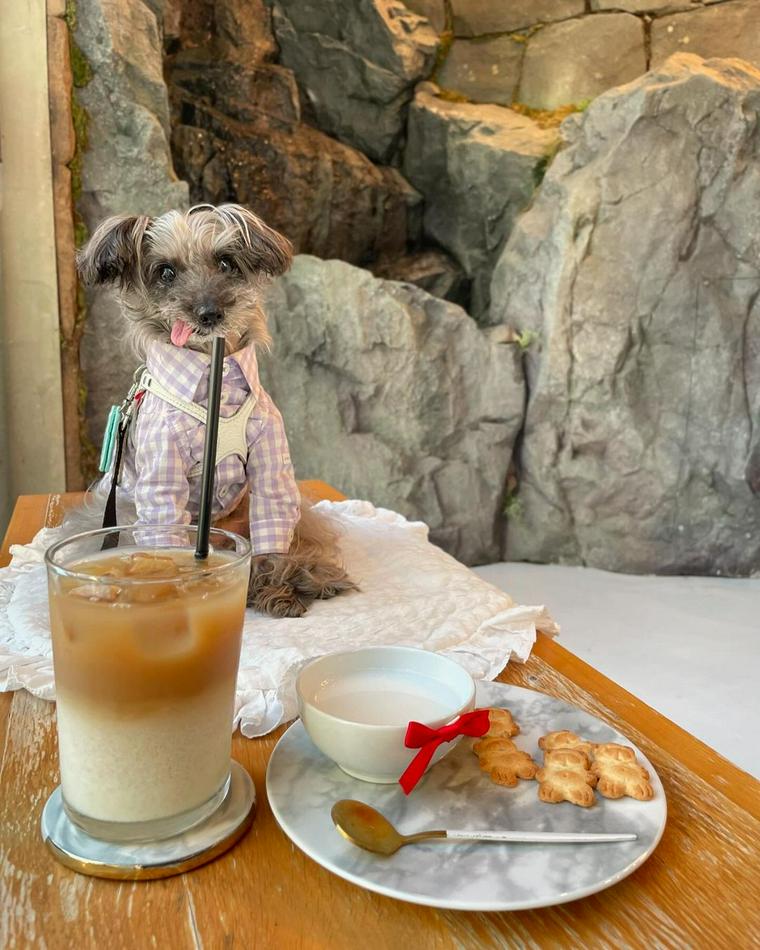 代々木公園から徒歩1分の犬連れOKカフェにいる犬