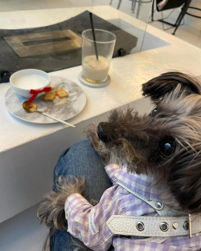 代々木公園から徒歩1分の犬連れOKカフェにいる犬