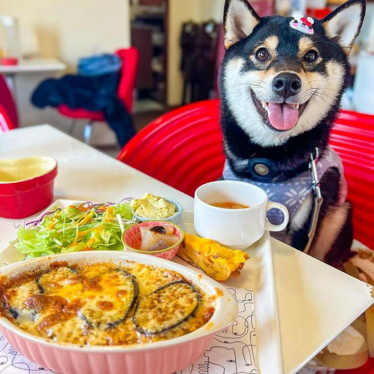 愛知県春日井市の犬連れOKカフェにいる犬