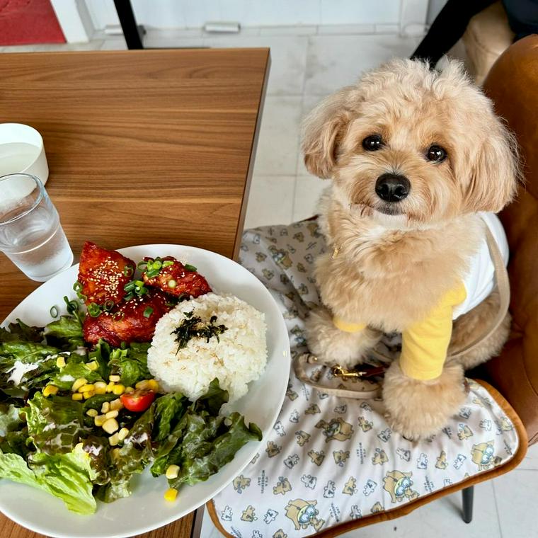 代々木公園から徒歩2分の犬連れOKカフェのカフェバーリル