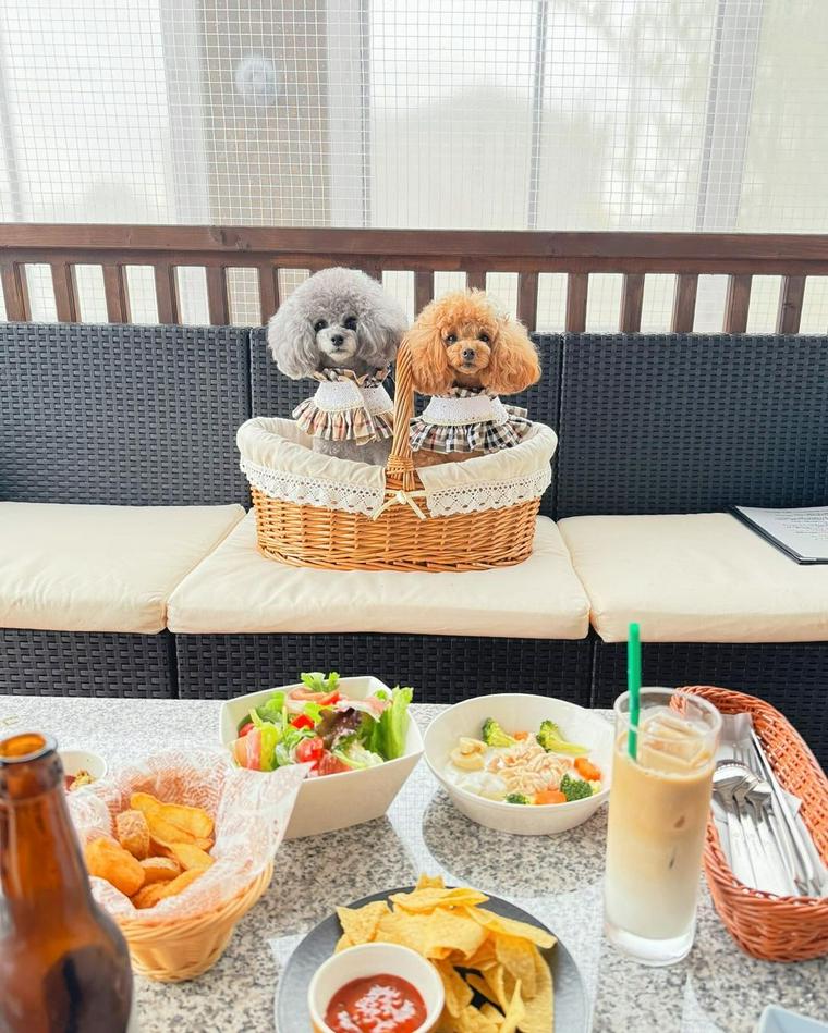 愛知県名古屋市のドッグカフェにいる犬