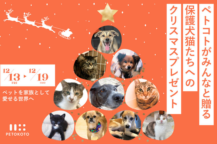 クリスマスにシェア＆フォローで保護犬猫たちへ温かいごはんを届けよう！ペトコトフーズがクリスマスチャリティキャンペーンを開始