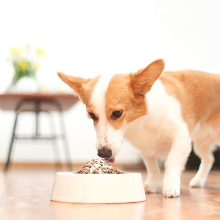 犬猫の関節サプリSUPPYがかかったドッグフードを美味しそうに食べる社員犬コルク