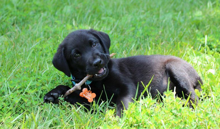 犬の股関節脱臼 原因 かかりやすい犬種 手術方法のメリット デメリットなどを整形外科担当医が解説 ペトコト