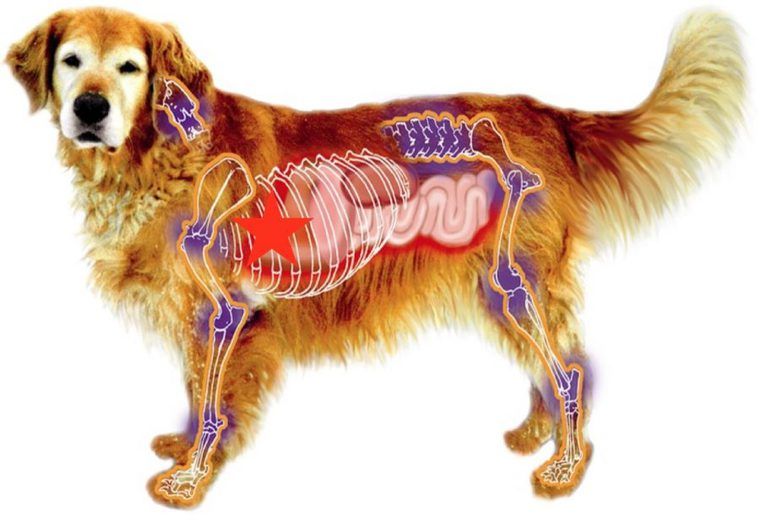 犬の体の構造と心臓の位置を示す図