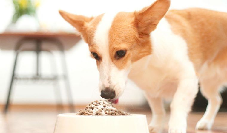 犬と猫の関節のサプリメントは本当に効く? 海外研究から読み解くコラーゲン、SAM-eなどの効果