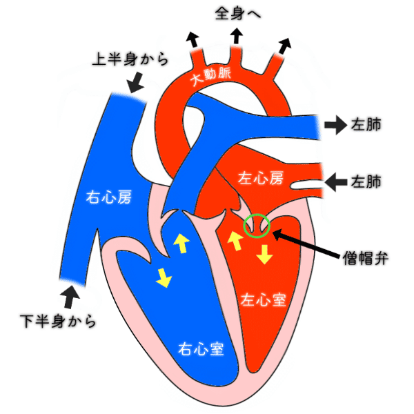 心臓の構造