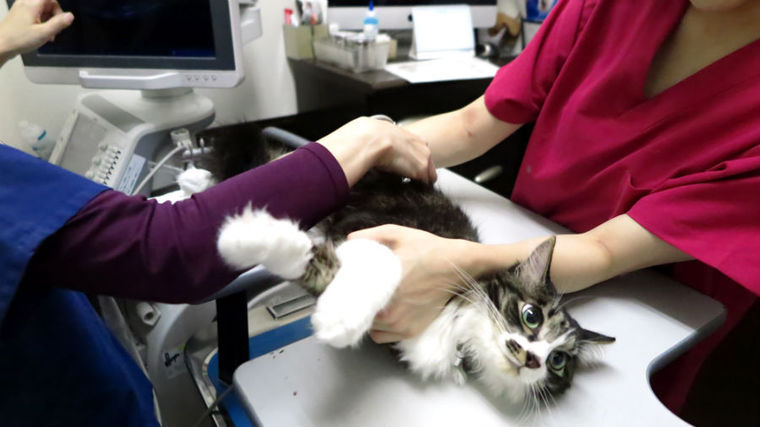定期検診を受ける猫のリズモ