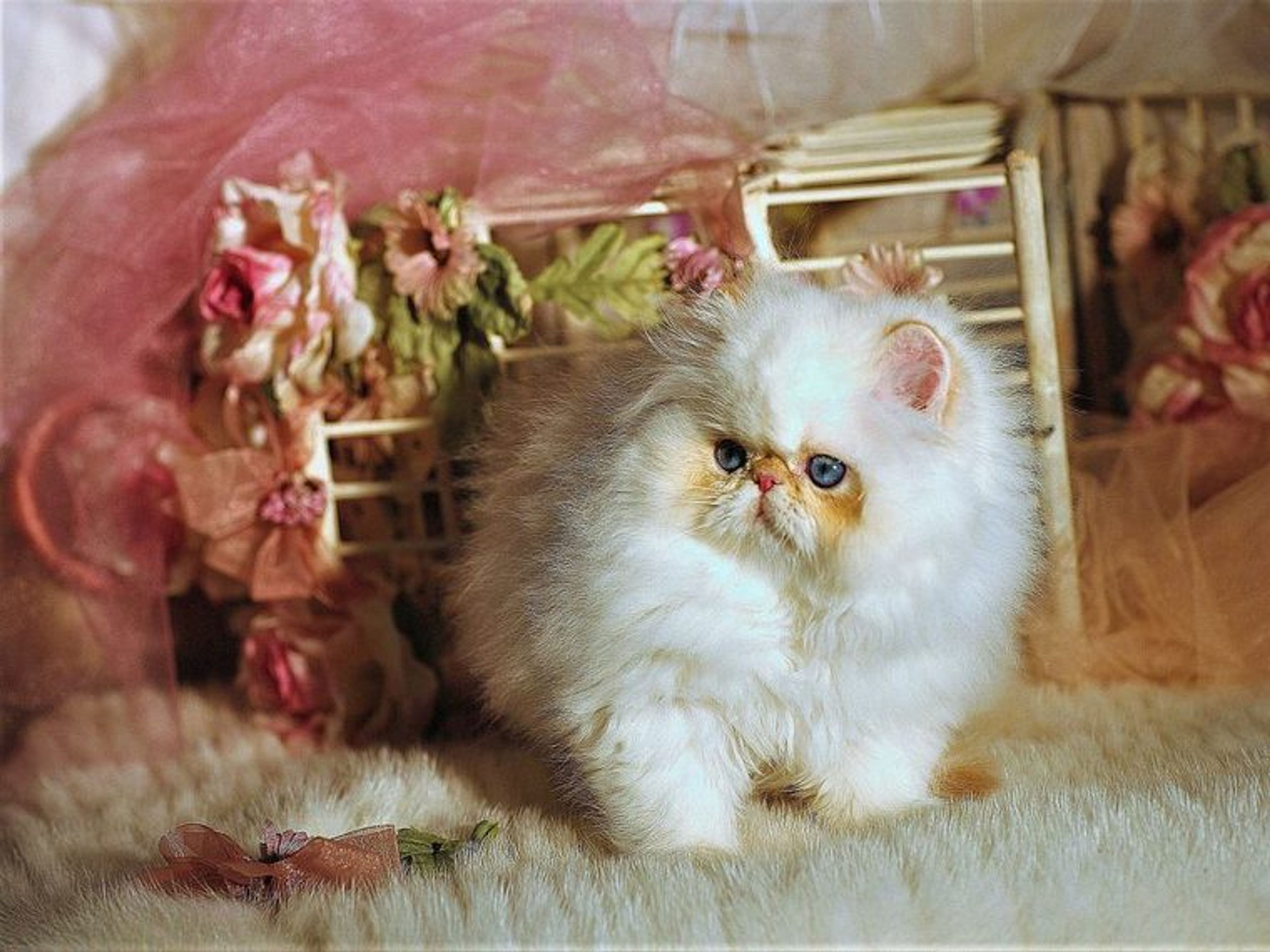 【獣医師監修】ミヌエットってどんな猫？性格・体重・寿命の特徴・迎え方