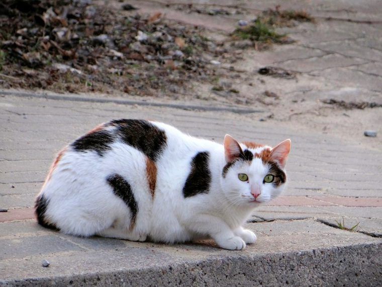 【獣医師監修】ジャパニーズボブテイルってどんな猫？性格・体重・寿命の特徴・迎え方