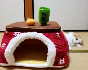 猫と猫用こたつ