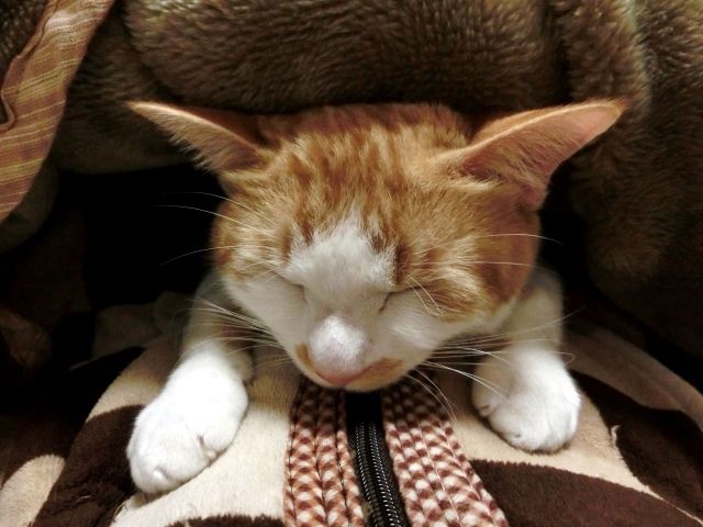 こたつに入る猫