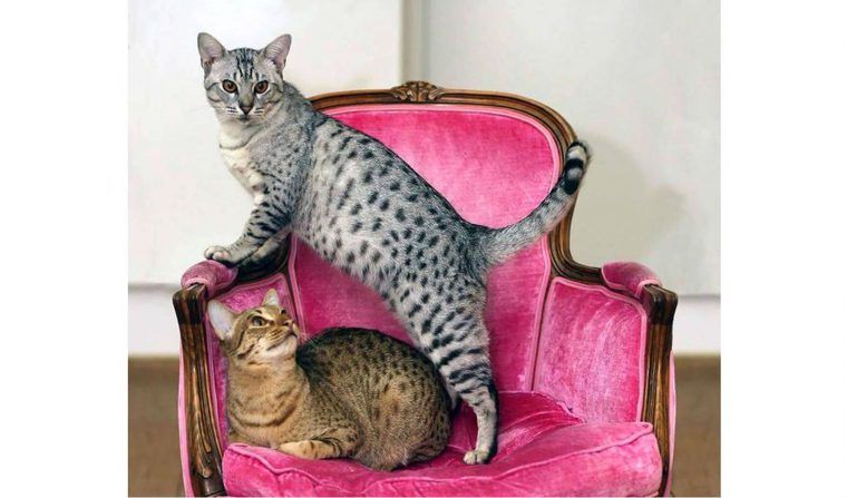 オシキャットってどんな猫？性格や寿命、体重などの特徴、里親からの迎え方などについて紹介！