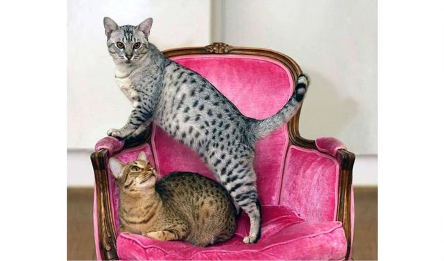 【獣医師監修】オシキャットってどんな猫？性格・体重・寿命の特徴・迎え方