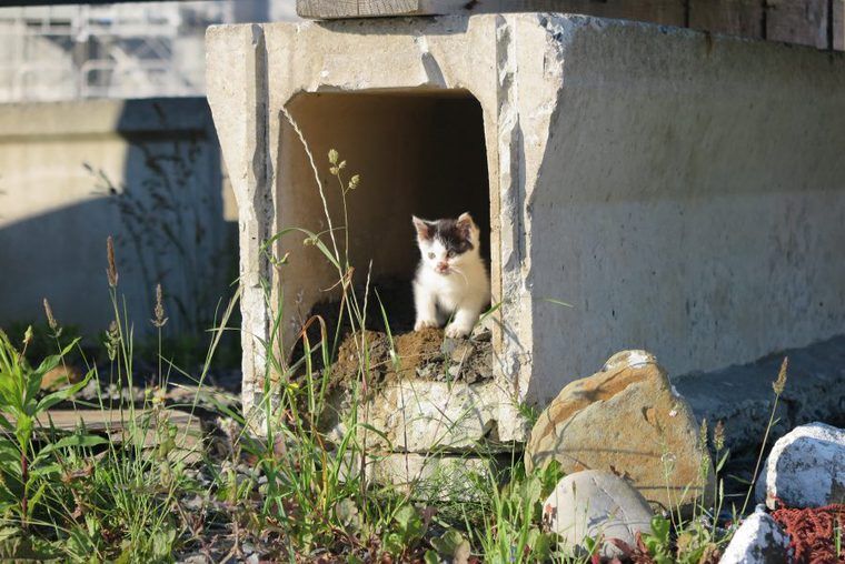 仁斗田港にいた子猫