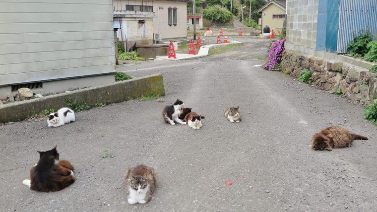 道路を占拠する田代島の猫たち