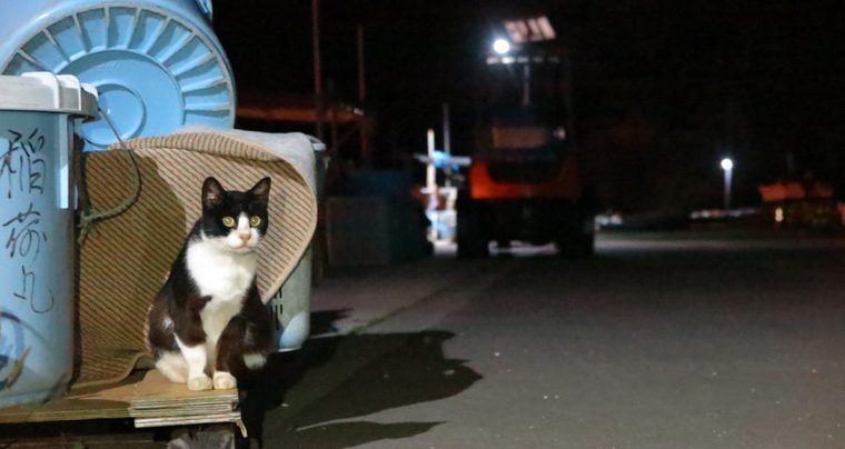 深夜の仁斗田港にいた猫