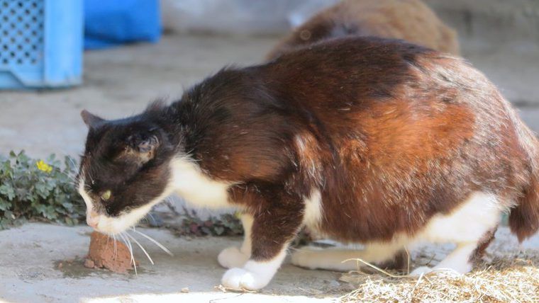 新しい命を抱えたお母さん猫