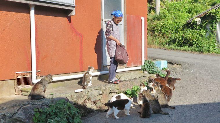 ご飯をおねだりする猫とおばあちゃん