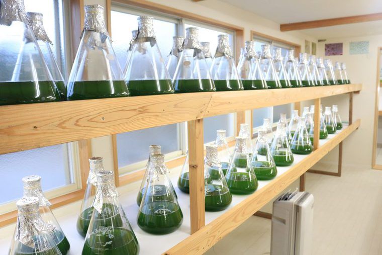別府温泉の藻類を研究する様子