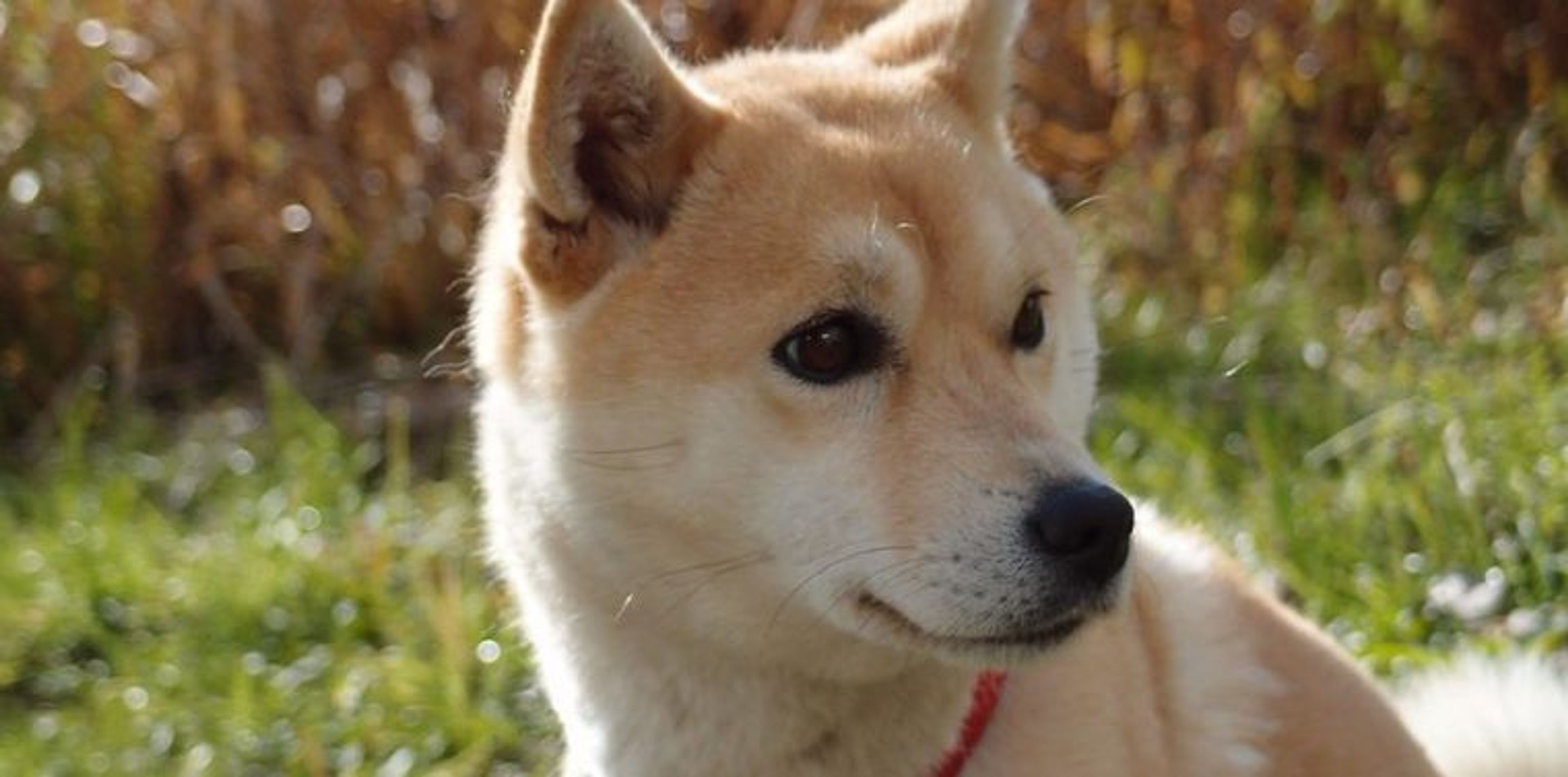 【トレーナー・獣医師監修】豆柴ってどんな犬？性格・特徴・育て方・迎え方